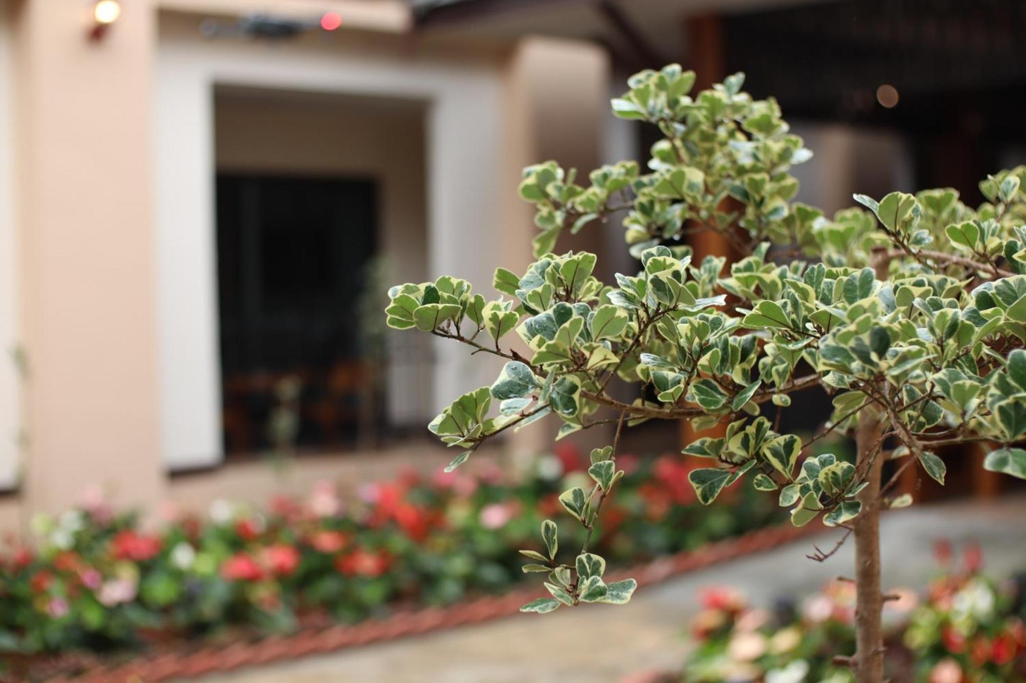 Peacock De Pai Hotel מראה חיצוני תמונה